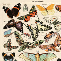 Vintage Millot Butterfly Print