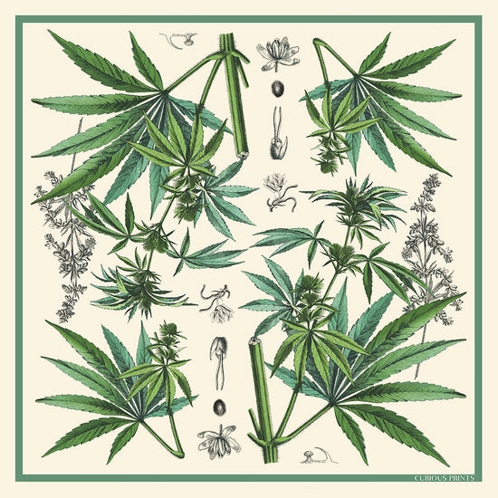 Cannabis Silk Scarf