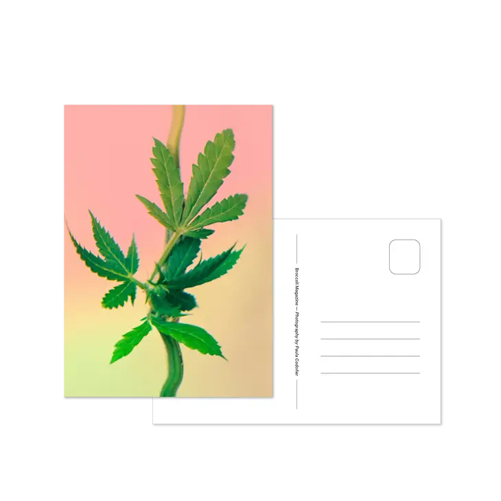 Psychedelic Fleurs Postcard Set