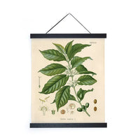 Vintage Botanical Coffee Plant Print