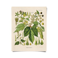 Vintage Botanical Beer Hop Print