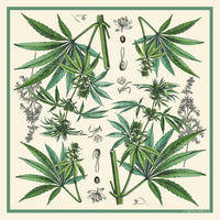 Botanical Cannabis Silk Scarf