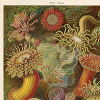 Vintage Haeckel Sea Anemone Print