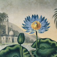 Vintage Egyptian Water-Lily Print