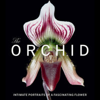 The Orchid