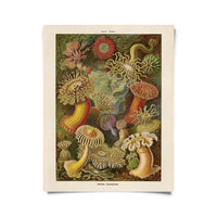 Vintage Haeckel Sea Anemone Print