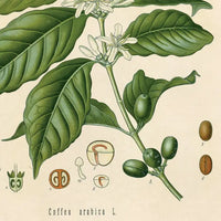 Vintage Botanical Coffee Plant Print