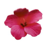 Hibiscus Hair Clip
