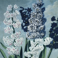 Vintage Hyacinths Flower Print