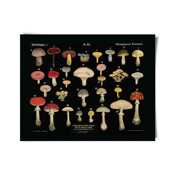Vintage Black Mushroom Print