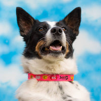 Trash Day Dog Collar