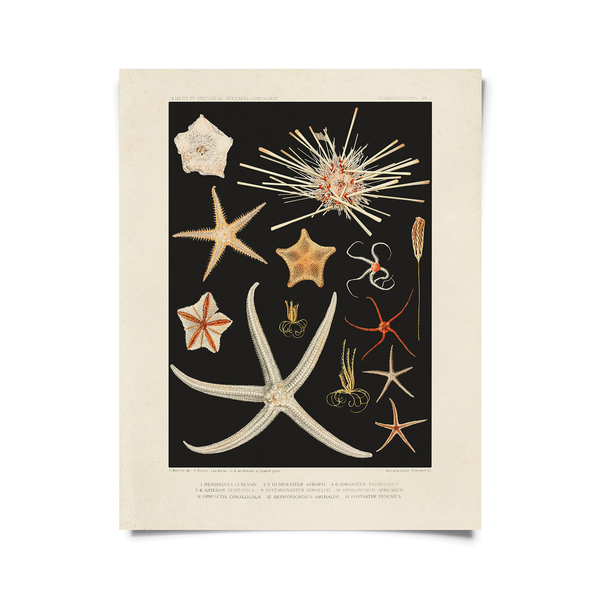 Vintage Starfish Print