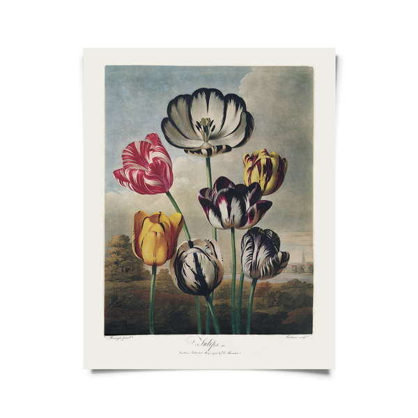 Vintage Tulips Flower Print