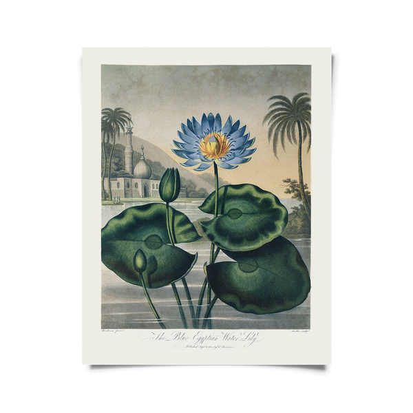 Vintage Egyptian Water-Lily Print