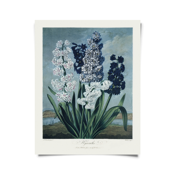Vintage Hyacinths Flower Print